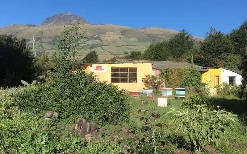 Zumbido y vibración 1 casa bee farm