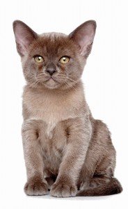 Naturaleza vil 1 gato001