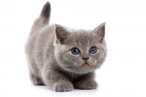 Naturaleza vil 2 gato003