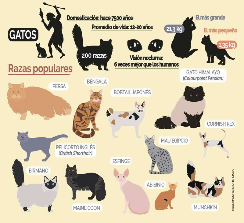 Perros y gatos 3 gatos 2