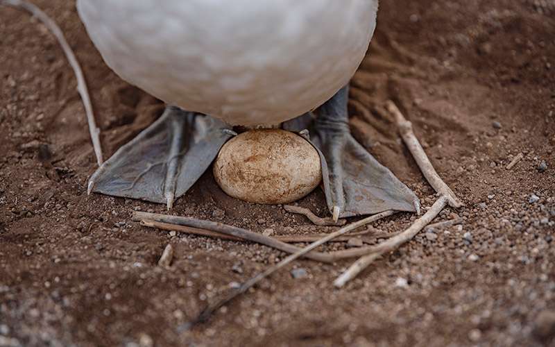 Galápagos con mascarilla 13 huevo piquero islas galapagos 1