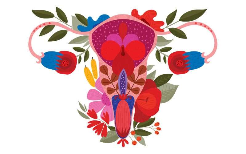 Las pioneras en la historia de la sexualidad femenina 1 ilustracion utero ovarios