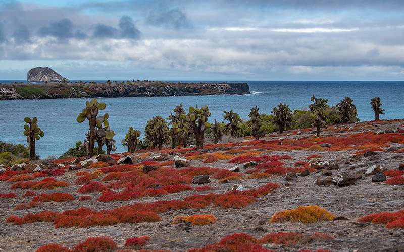 Galápagos con mascarilla 12 islas galapagos flora 1