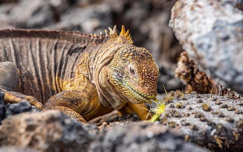 Galápagos con mascarilla 11 islas galapagos iguana 1