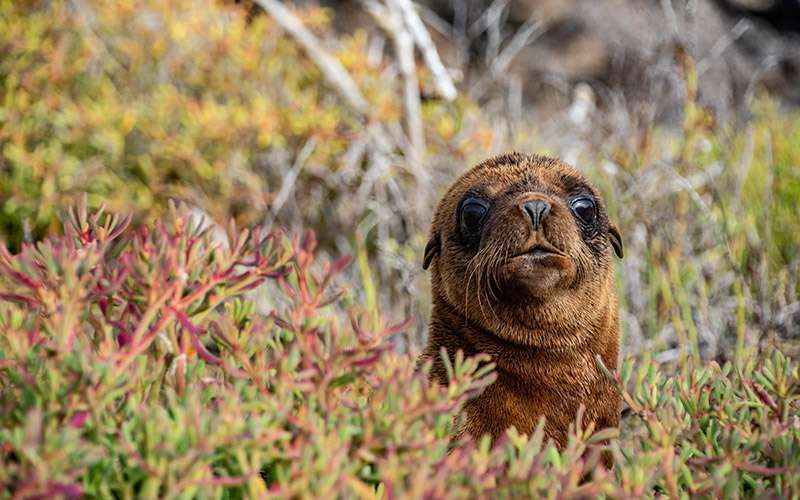 Galápagos con mascarilla 1 lobo bebe islas galapagos 1