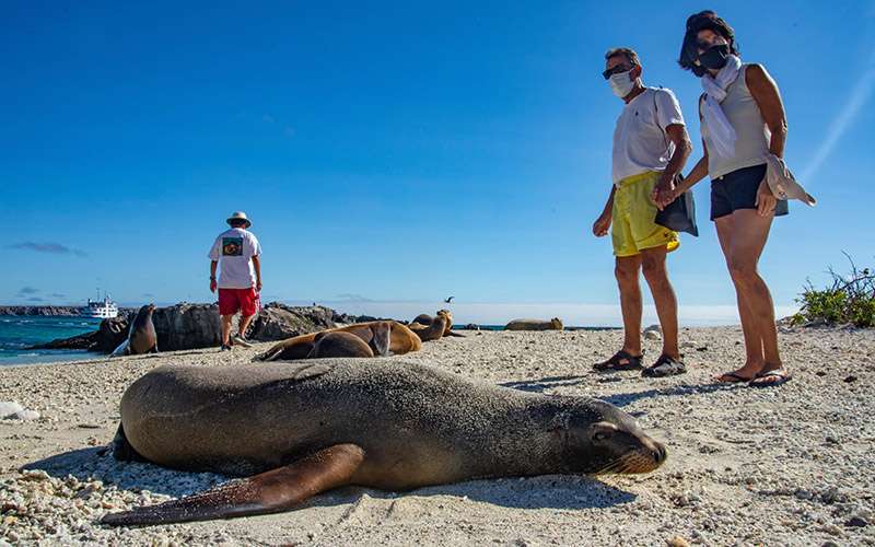 Galápagos con mascarilla 9 lobos marinos islas galapagos 1