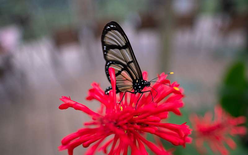 Mashpi a vuelo de pájaro 1 mariposa