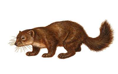 La pincelada perfecta 2 Los pinceles más finos para acuarela se fabrican con pelos de la cola de marta Kolinsky.