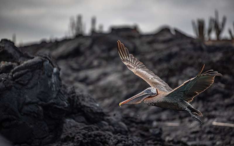 Galápagos con mascarilla 8 pelicano islas galapagos 1