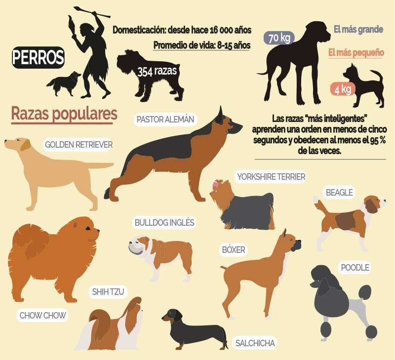 Perros y gatos 2 perros 1