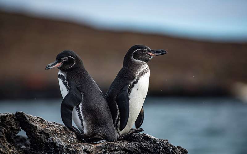 Galápagos con mascarilla 7 pinguinos islas galapagos 1