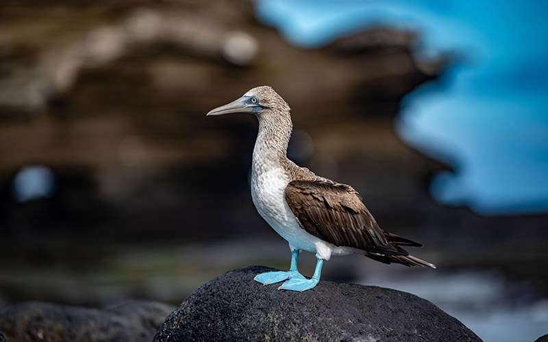 Galápagos con mascarilla 6 piquero patas azules islas galapagos 1