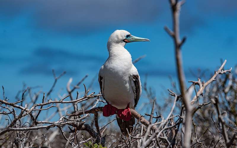 Galápagos con mascarilla 5 piquero patas rojas islas galapagos 1
