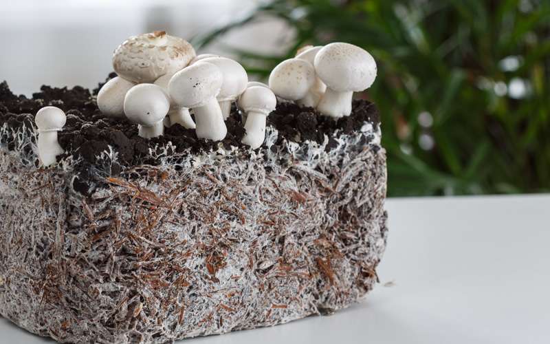 Uso del micelio como biomaterial 1 raices