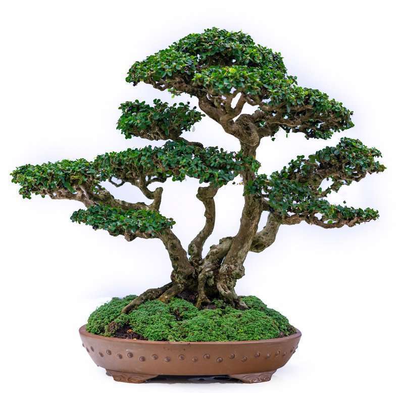 Bonsái = cultivo + arte 1 shutterstock 1497265784