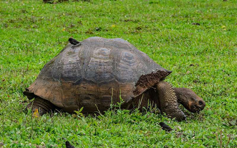 Galápagos con mascarilla 3 toruga galapagos 1