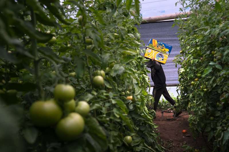 Historia de un tomate (en cuatro escenas) 1 Caja de tomates.