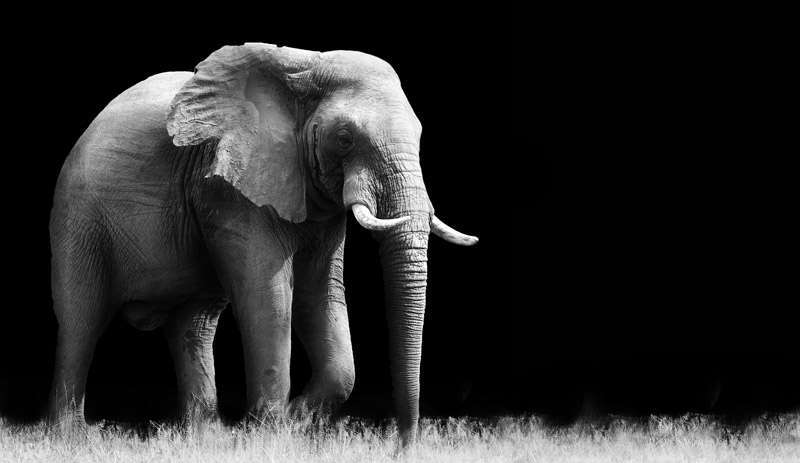 La cárcel del cuerpo (¿qué tiene esto que ver con los elefantes?) 1 word image 84